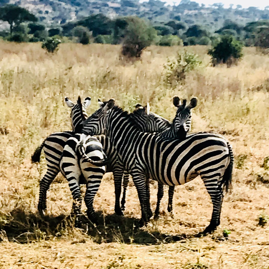 https://www.bekindpro.it/wp-content/uploads/2023/06/zebre-.jpg